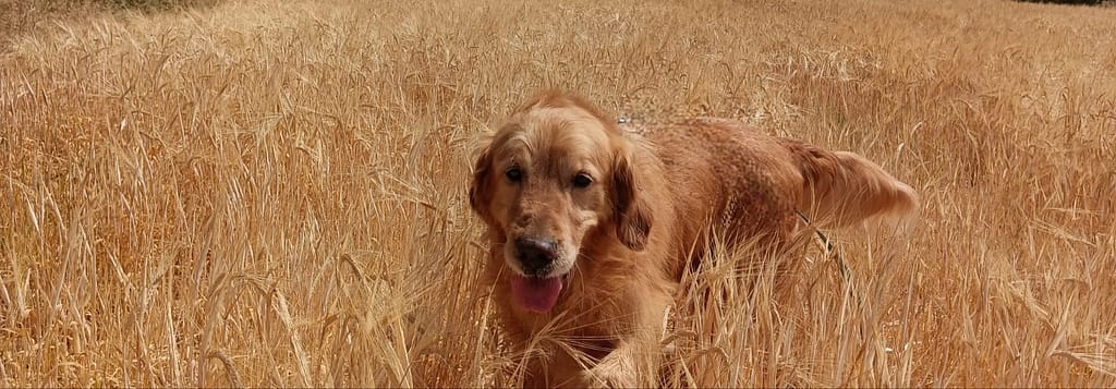 Educador perro Badalona Barcelona tiana Sos golden