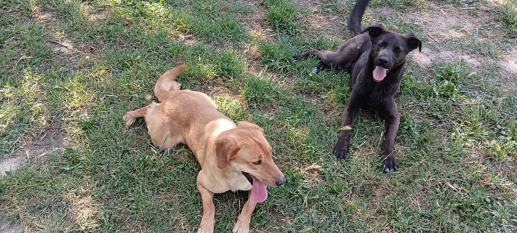 Educador perro Badalona Barcelona tiana Sos golden