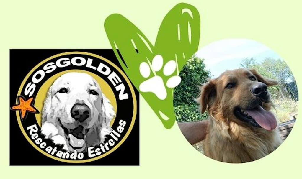 Educador perro Badalona Barcelona tiana Sos golden