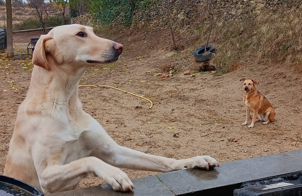 Educador perro Badalona Barcelona tiana Sos golden