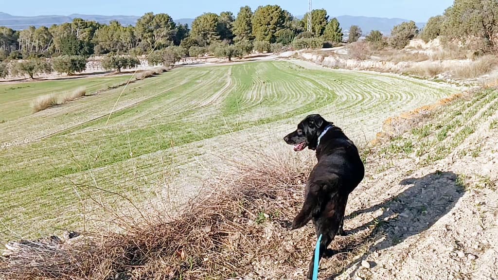 Educador perro Badalona Barcelona tiana Sos golden
