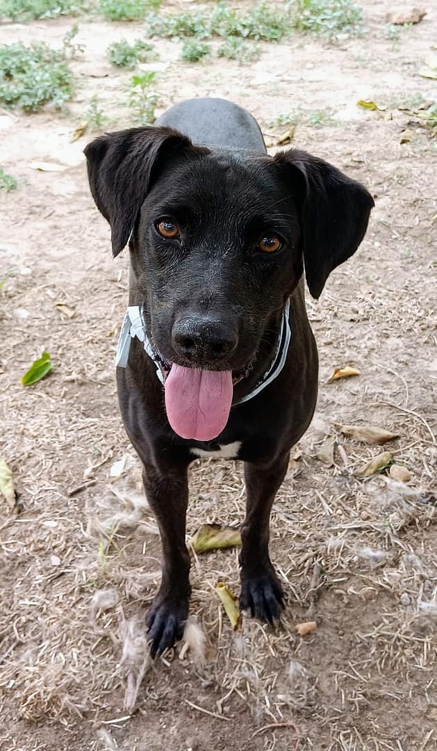 Educador perro Badalona Barcelona tiana Sos golden