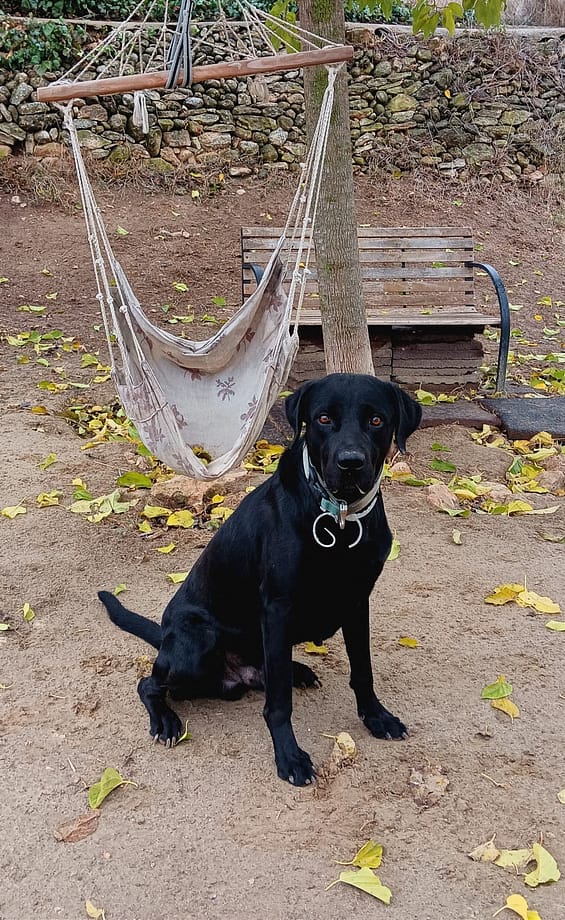 Educador perro Badalona Barcelona tiana Sos golden