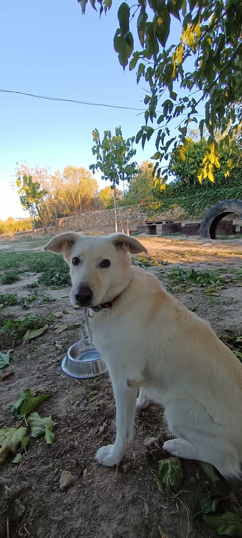Educador perro Badalona Barcelona tiana Sos golden