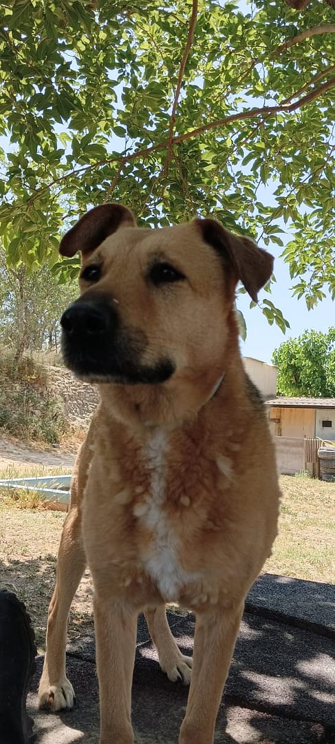 Educador perro Badalona Barcelona tiana Sos golden